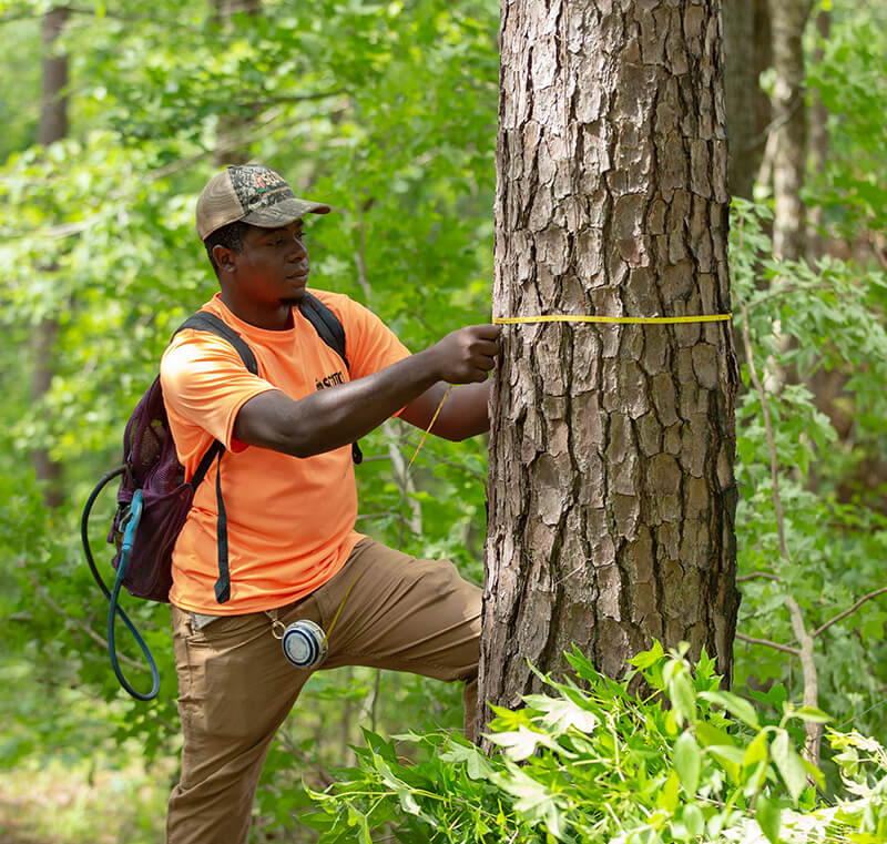 Scotch Plywood Scotch